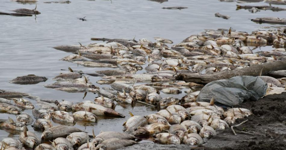 Iniciaraacuten acciones penales por la mortandad de peces en el embalse de Riacuteo Hondo