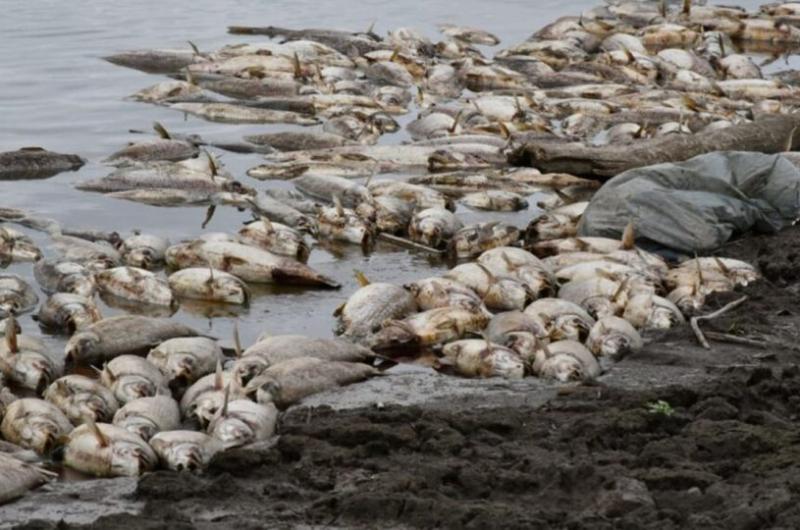 Santiago del Estero seraacute querellante por mortandad de peces en el riacuteo Saliacute