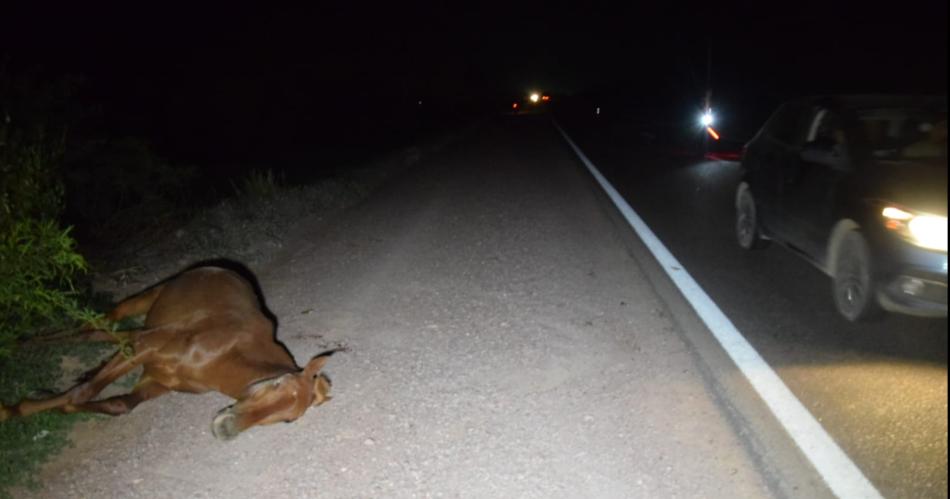 Un caballo suelto causoacute un accidente sobre la ruta 34