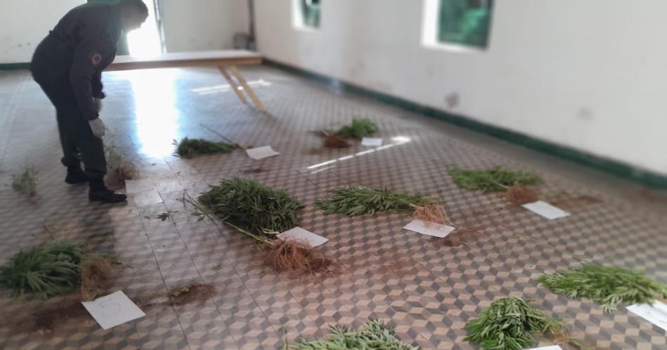 Detienen a una pasajera que trasladaba cocaiacutena y registran un terreno con plantas de marihuana