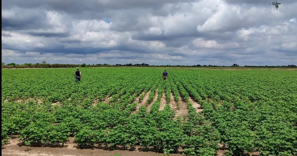 La AER Fernaacutendez del Inta monitorea diversos lotes de algodoacuten