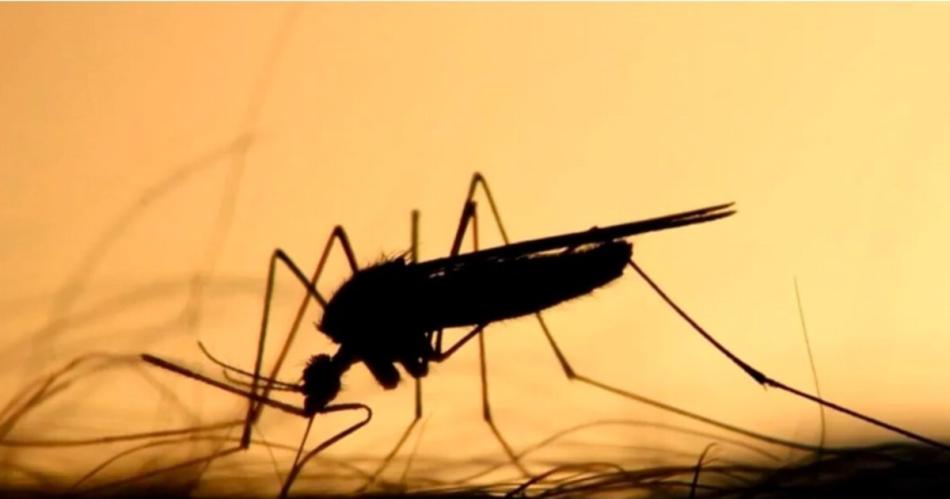 Mosquitos de encefalitis equina y dengue- prevencioacuten y siacutentomas de las enfermedades