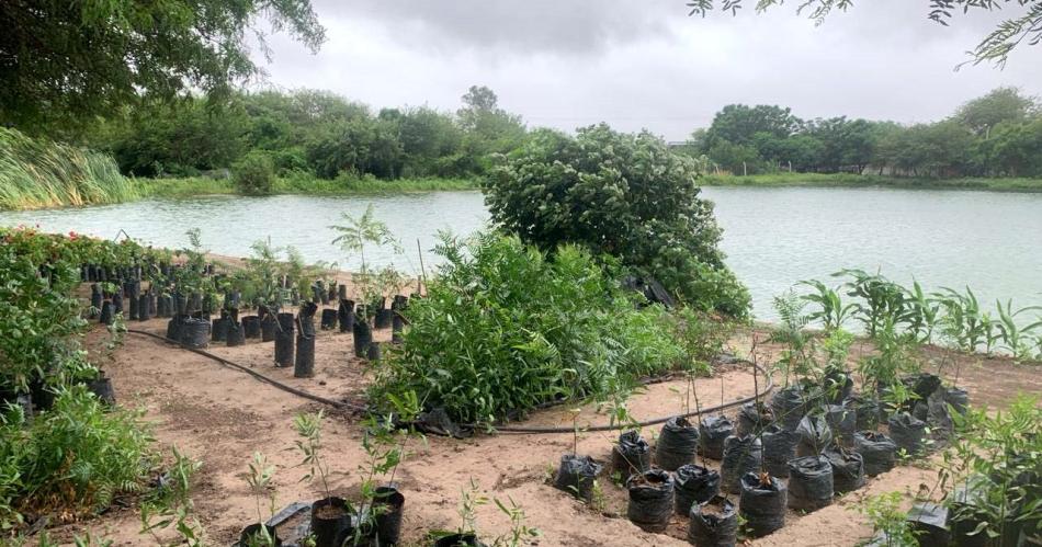 Maacutes de 3000 plantines estaacuten listos para ser colocados en Loreto