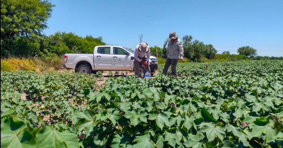 Instalan trampas de feromonas para lagarta rosada en zona de riego