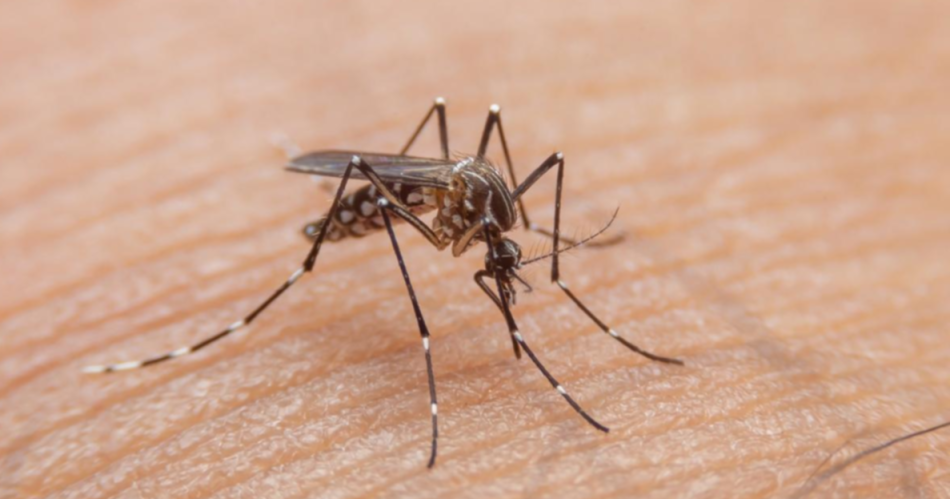 Dengue- en la uacuteltima semana los casos aumentaron un 28-en-porciento- y ya son maacutes de 22000