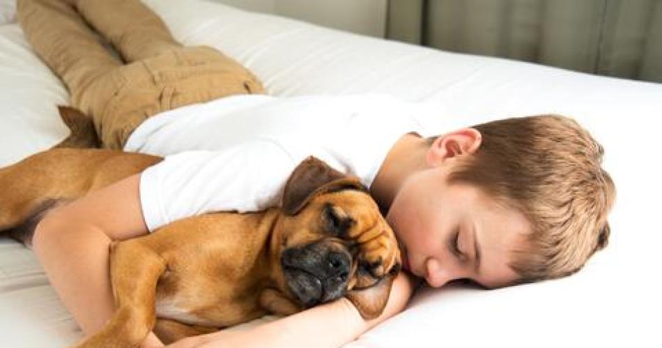 Por queacute es bueno dormir con perros seguacuten recomiendan los expertos