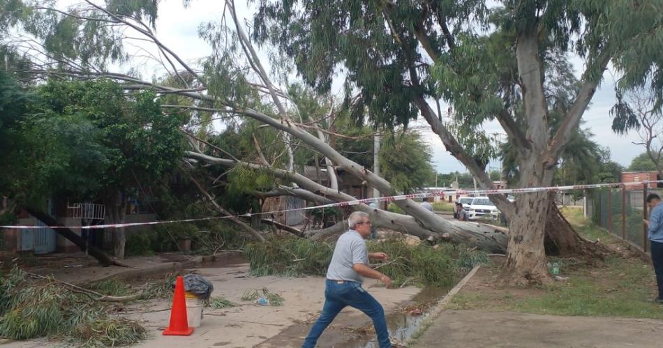 FOTOS  Intenso trabajo de Defensa Civil retirando aacuterboles caiacutedos