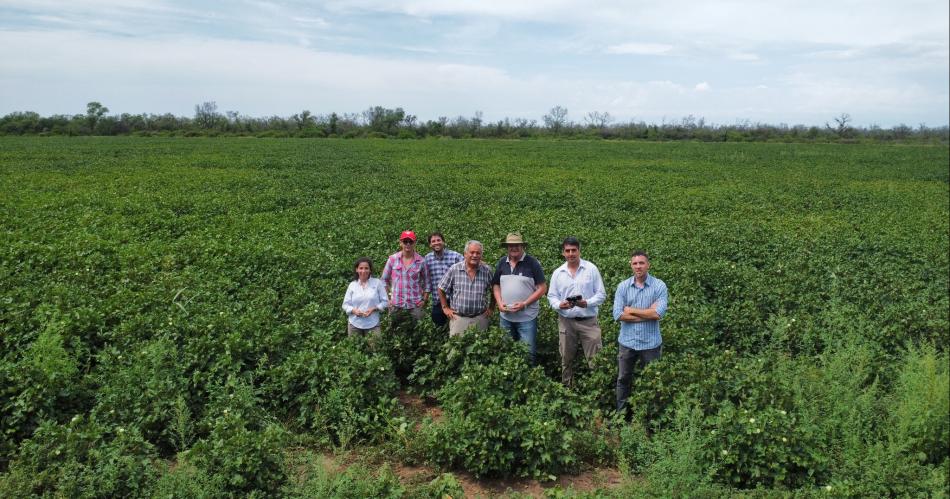 El Inta y la Unse relevaron insectos presentes en los cultivos de algodoacuten