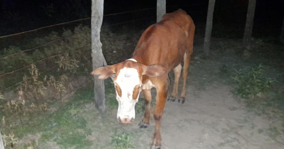 Detuvieron a dos personas acusadas en un abigeato y recuperan una vaca robada