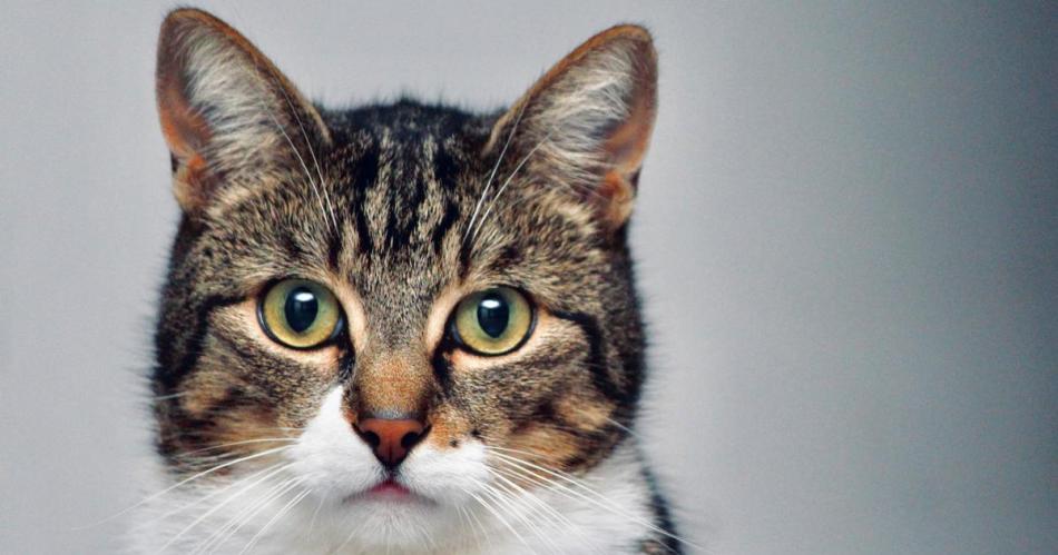 Diacutea Internacional del Gato- la posibilidad de celebrar a esta especie