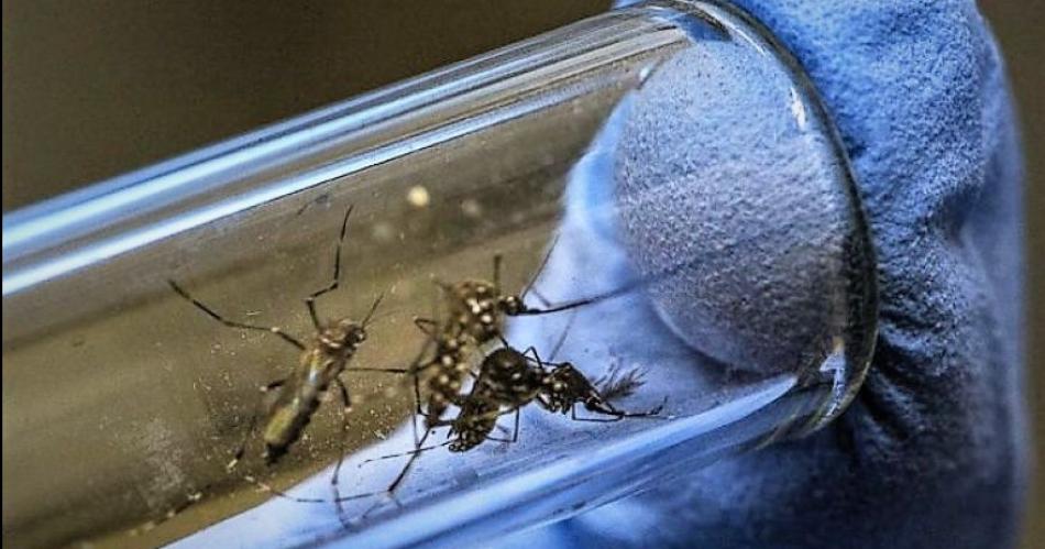 Suben los casos de dengue y el precio de las vacunas en el paiacutes