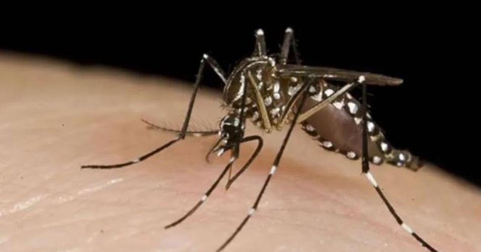 Se registraron cinco nuevas muertes por dengue en Coacuterdoba San Luis y Santa Fe