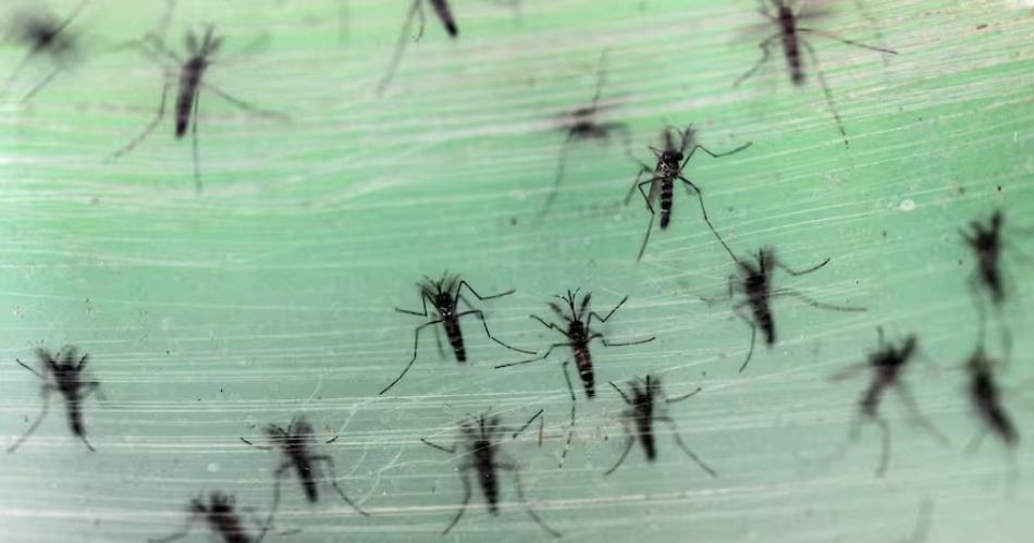 Dengue en Brasil la crisis que sirve de advertencia para el mundo entero