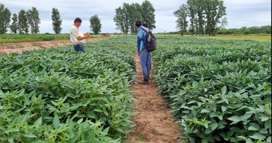 El Inta lleva adelante la evaluacioacuten del cultivo de soja en la provincia