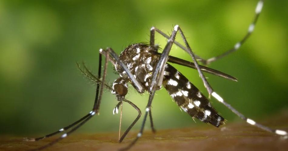 Queacute es la Wolbachia- la bacteria maravilla usada en otros paiacuteses para acabar con el dengue