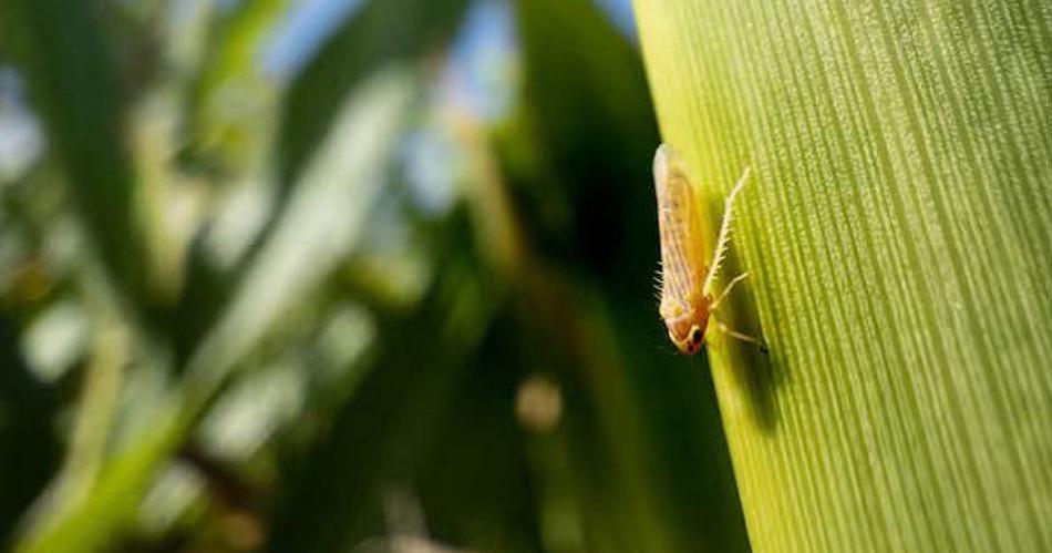 El dantildeo por la chicharrita del maiacutez en Santiago equivale a casi el 80-en-porciento- del total exportado en 2023