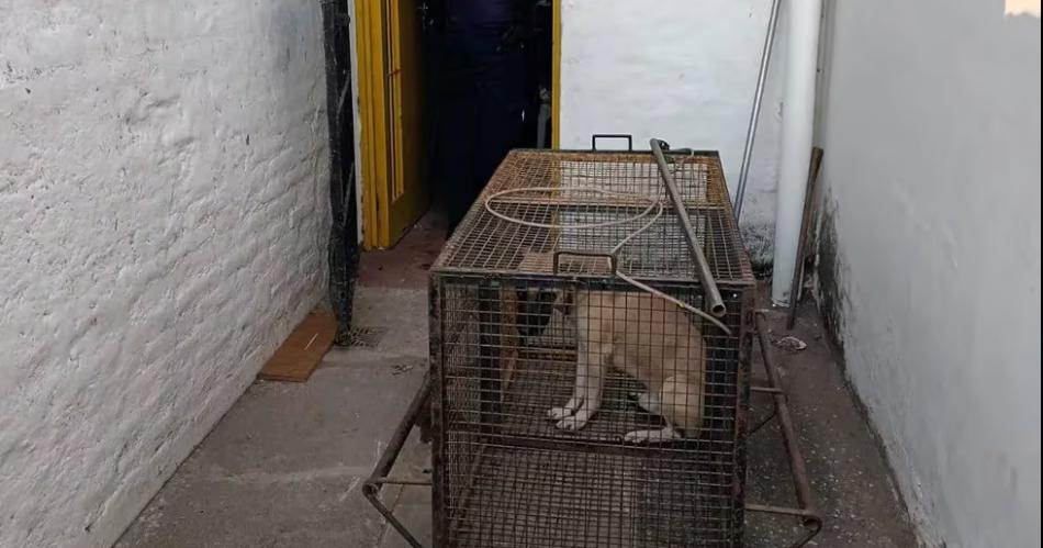 Horror- le amputaron los genitales a un hombre que habiacutea sido atacado por su perro