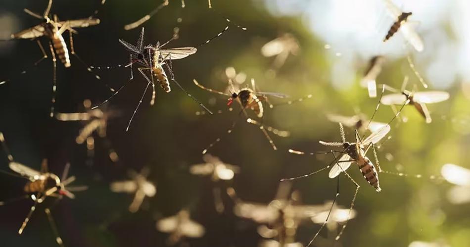 Brote de dengue en Argentina- son 238 los fallecidos y hubo maacutes de 333 mil casos