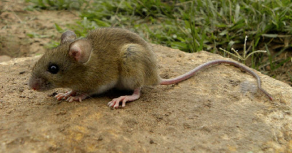 Hantavirus