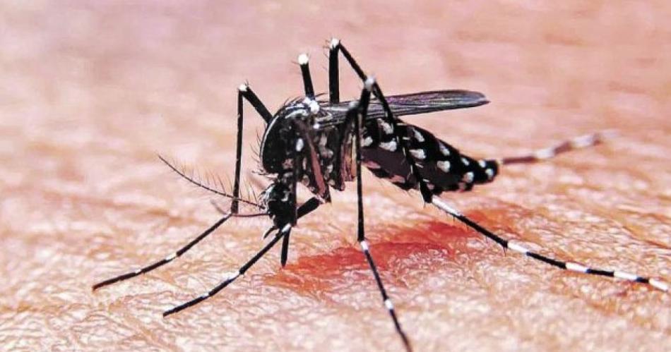 Alerta dengue- el brote en Argentina es 33 veces mayor que el del antildeo pasado