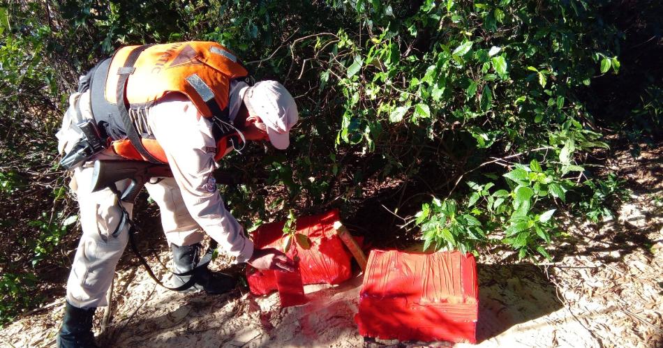 Operativo Hierba mala- Prefectura secuestroacute un cargamento millonario de cannabis