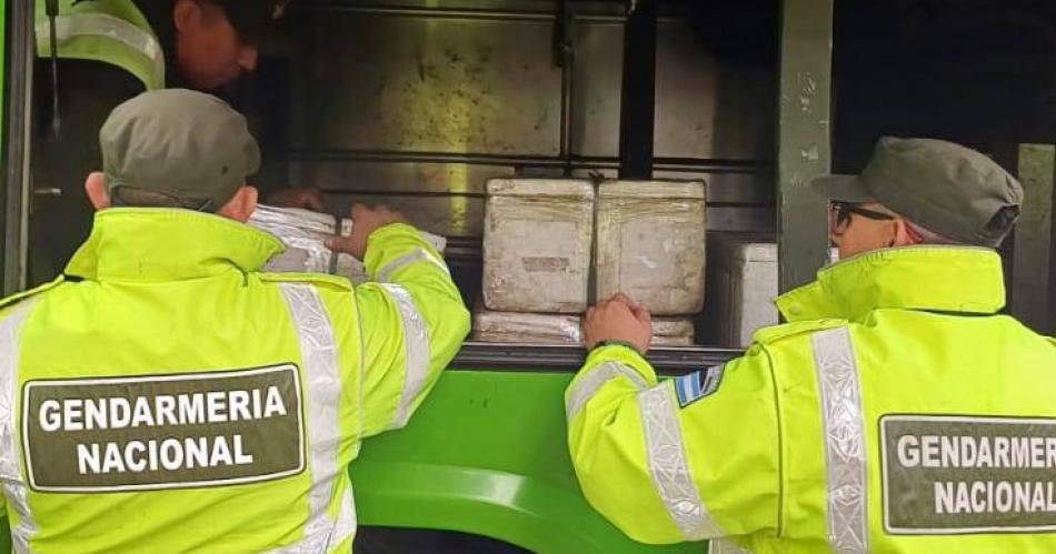 Encontraron a Nemo- rescatan 330 peces que trasladaban en un micro de larga distancia 