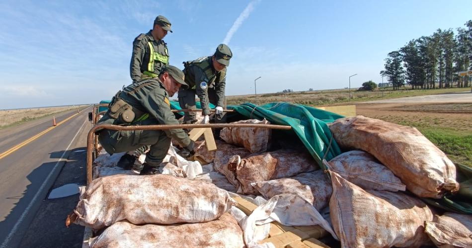 FOTOS- Llevaban toneladas de marihuana escondida en cargas de mandioca