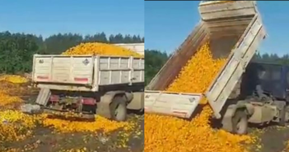 VIDEO Descargan 8000 kilos de mandarinas en un basural