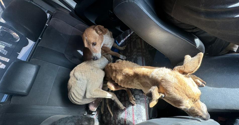 Allanan una casa y secuestran tres perros que se encontraban en total estado de abandono