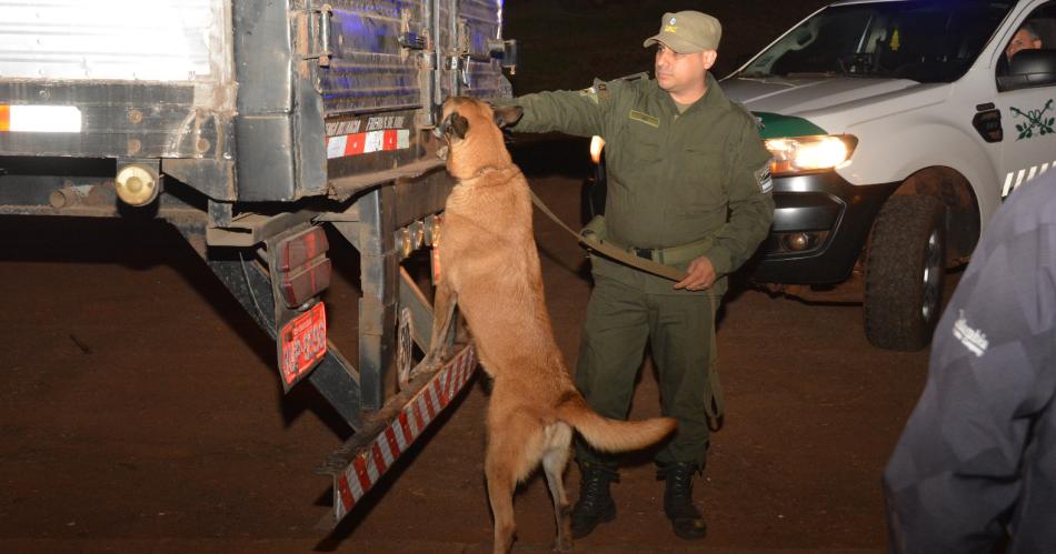 La perra Loana detectoacute toneladas de drogas que veniacutean de Brasil