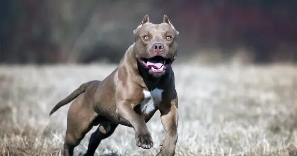 Horror- hombre de 26 antildeos murioacute por las mordeduras de su perro pitbull