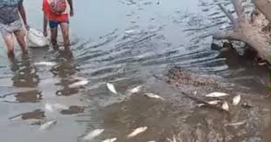 ANTECEDENTE El 14 de junio pasado en el lugar denominado río Muerto (Tucum�n) hubo una mortandad de peces Menos de un mes después se repite la historia