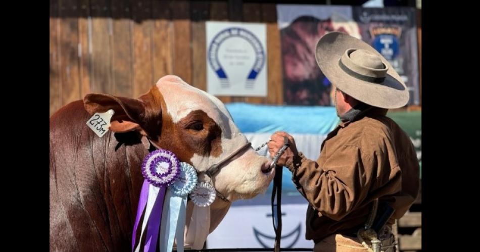 Pagaron un reacutecord de 23 M por el 50-en-porciento- de una  ternera y 31 M por un toro Braford