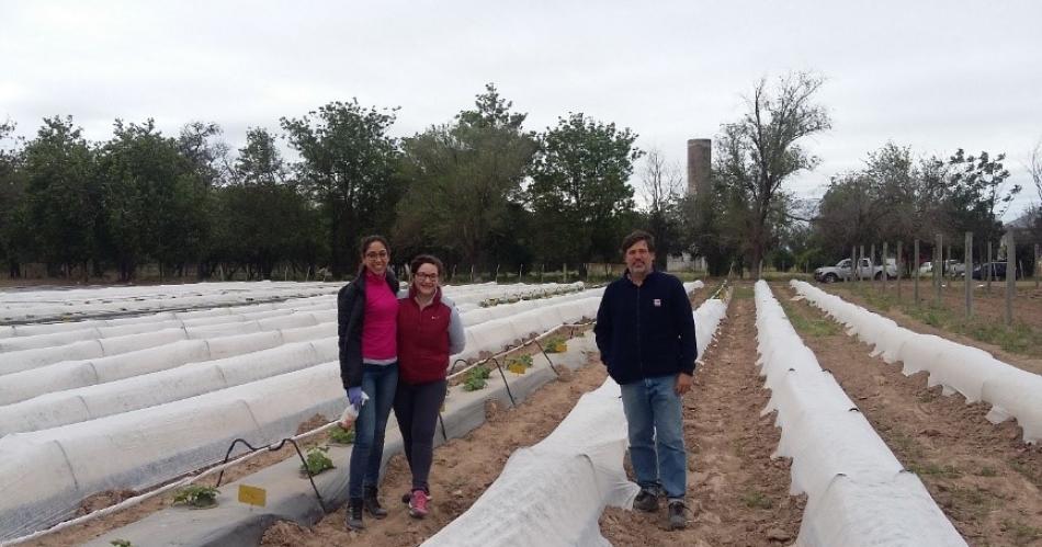 Utilizan el matecocido como bioestimulante para mejorar la productividad en cultivos