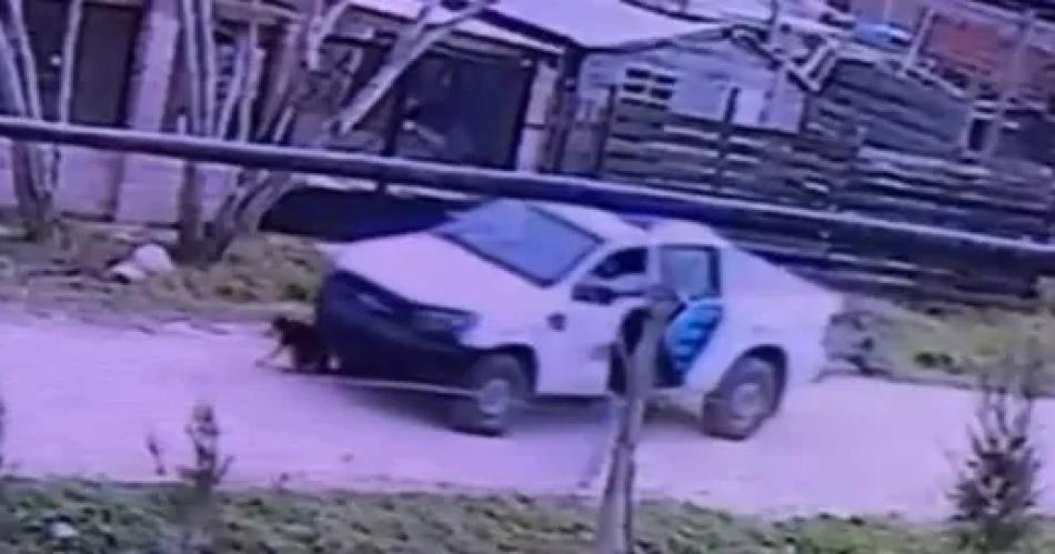 VIDEO  Crueldad- patrullero aplastoacute y matoacute a una perrita ciega en plena calle