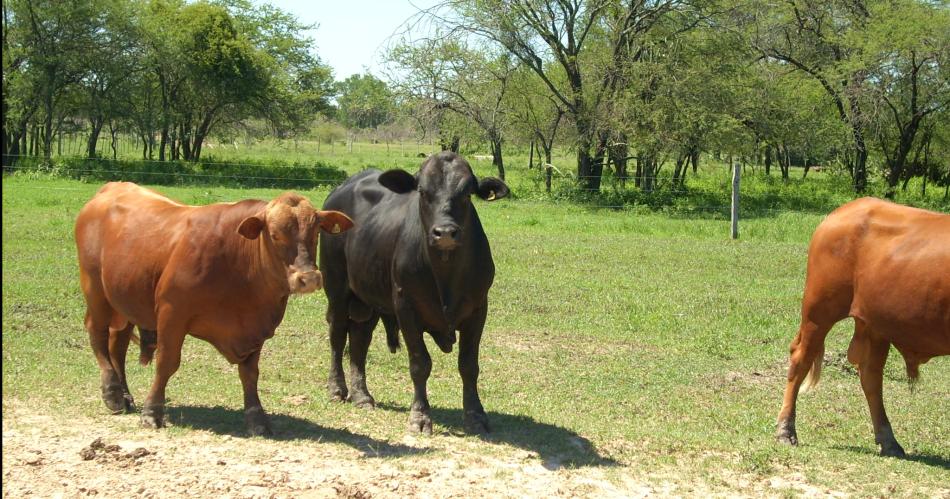 Por baja produccioacuten de pastos hubo ganaderos que achicaron sus rodeos