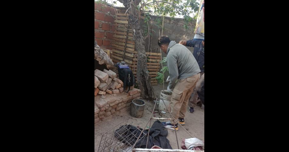 Caco teniacutea jardiacuten de Cannabis en su casa