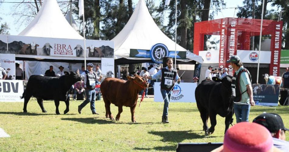 Arrancoacute la ExpoBra con la jura hembras y hoy seraacute de los toros