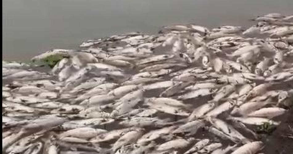 VIDEO Aparecieron miles de peces muertos en lo que seriacutea la desembocadura del Saliacute en El Frontal