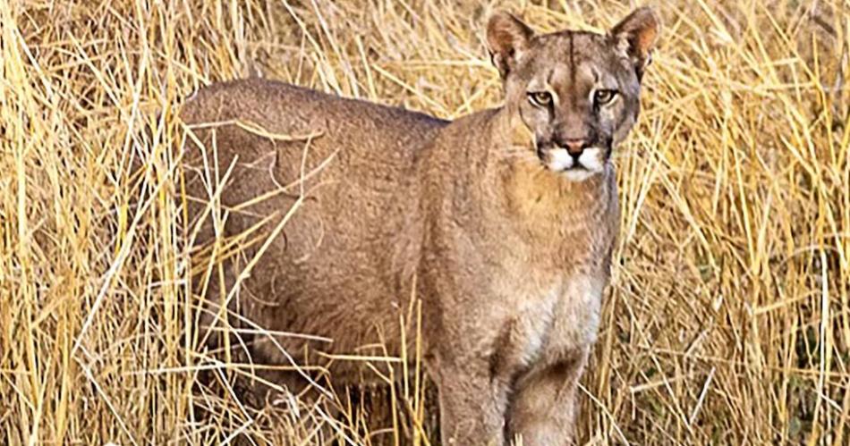 La felicidad de un fotoacutegrafo al lograr retratar un puma en libertad en Santiago del Estero