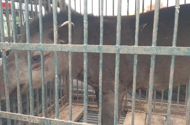 Rescatan toman muestras y liberan un ejemplar de tapir en el departamento Copo