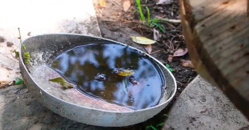 Advierten que el calor y las lluvias podriacutean alentar el aumento de los casos de dengue