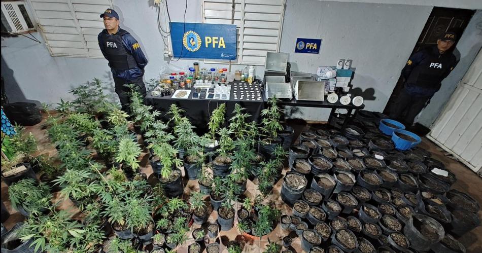 Con maacuteximos cuidados cultivaba Cannabis y vendiacutean marihuana de  alta calidad en el Bdeg El Vinalar