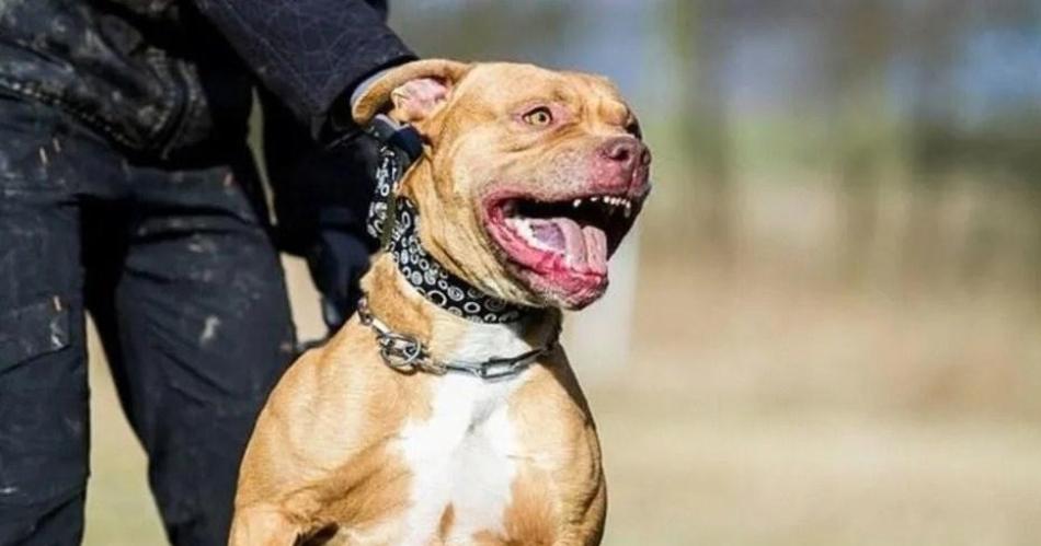 El perro Pitbull de la propia familia mordioacute a un nene de 9 antildeos