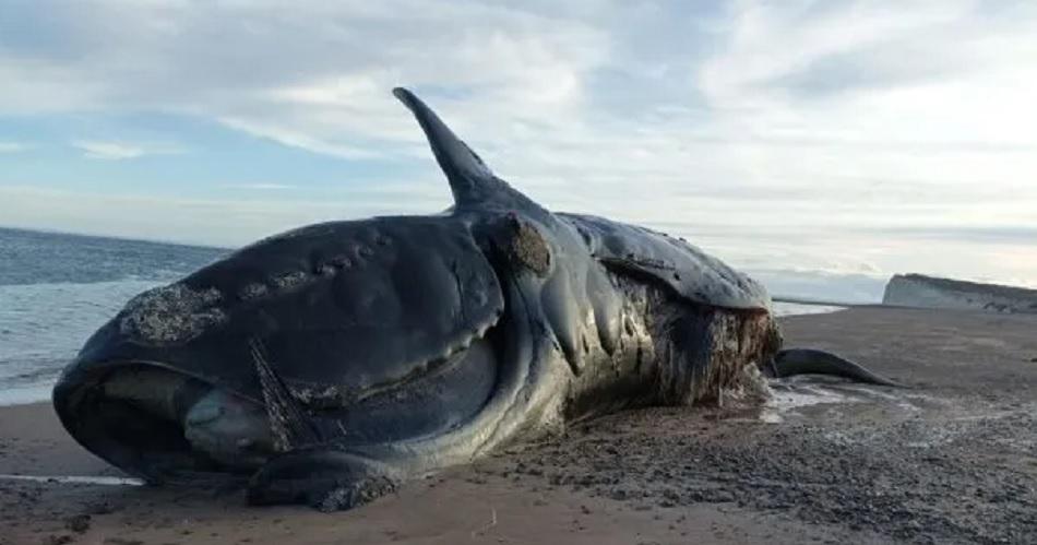 Preocupacioacuten- hallan muertas a 21 ballenas francas en Peniacutensula Valdeacutes