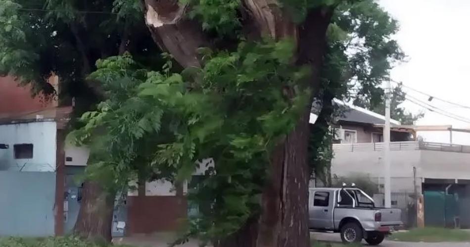 Horror y desesperacioacuten- fue a orinar a un aacuterbol lo picaron 150 abejas y murioacute