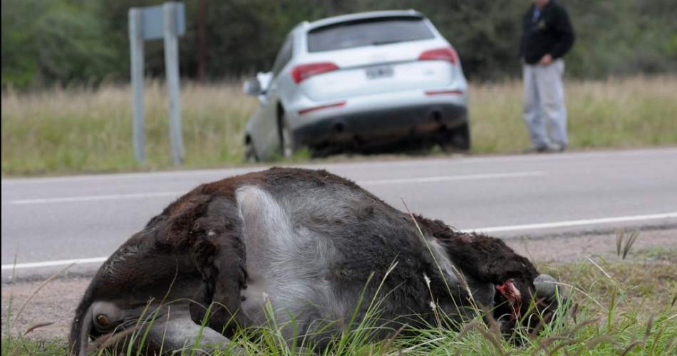 Refuerzan recorridos en las rutas por presencia de animales sueltos