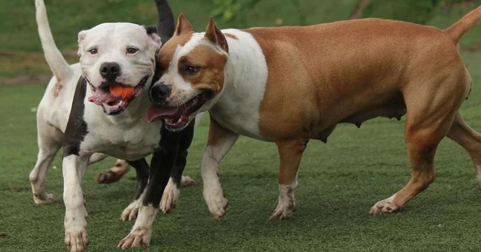 De terror- dos hermanos fueron atacados por una jauriacutea de pitbulls