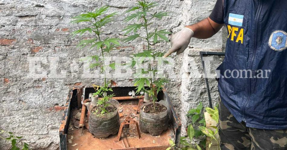 Narco escondiacutea la cocaiacutena bajo el colchoacuten y cultivaba Cannabis