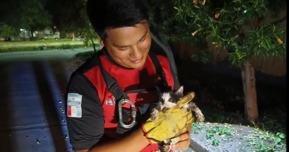 Bomberos salvaron a un gatito que fue atacado por varios perros